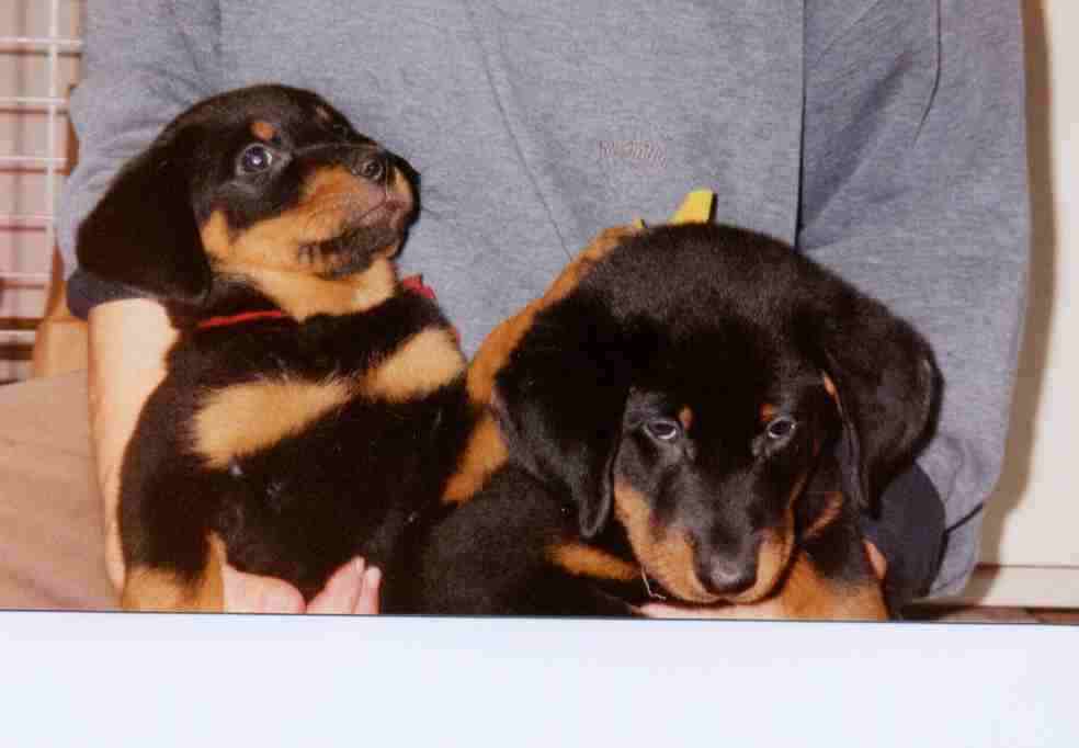 chiots2