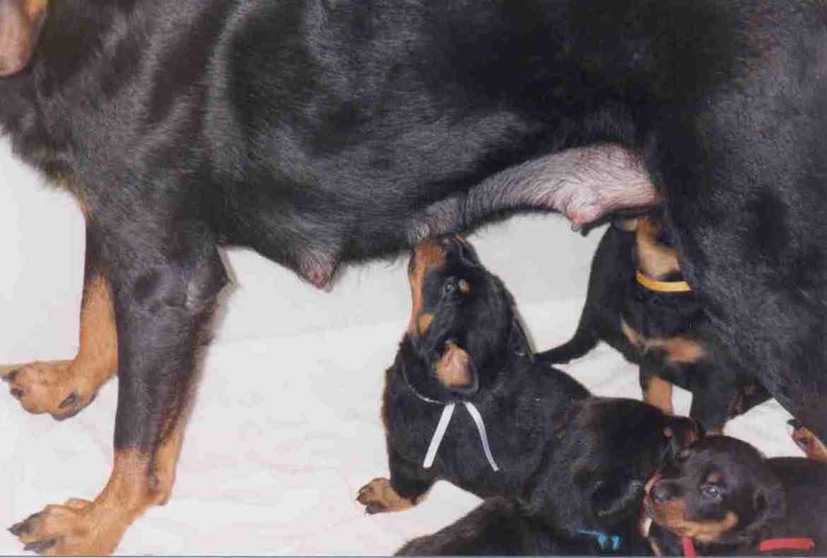 Chiots3