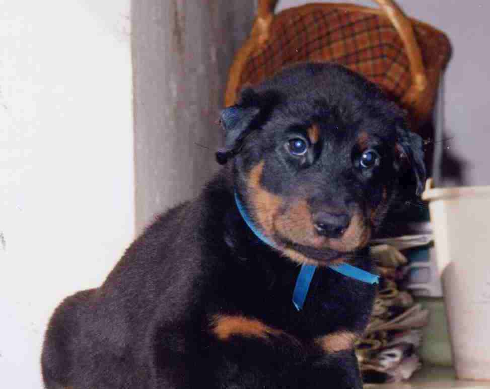 Chiots4